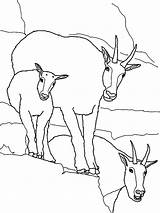 Coloring Goat Mountain Pages Boer Family Goats Pygmy Getcolorings Popular sketch template
