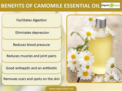 11 surprising benefits of chamomile essential oil organic facts