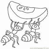 Coloring Ants Ant Pages Food Eating Printable Children Collection Kids Working Insect Online Insects Hard Color Print Clipart sketch template