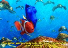 finding nemo youre cute gif finding nemo youre cute  dont