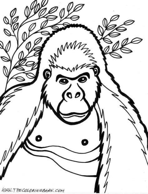 gorilla pictures  kids coloring home