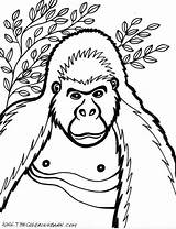 Gorilla Gorille Gorila Kleurplaat Fêmea Kleurplaten Tudodesenhos Popular Coloriages sketch template