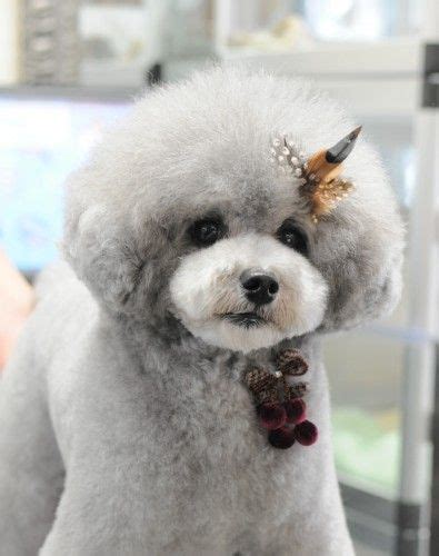 puffy head poodle cuts clips styles pinterest  cute