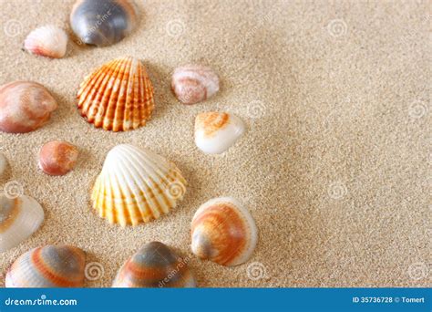 sea shells  sand   beach royalty  stock  image