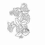 Strawberry Coloring Pages Plant Little Strawberries Articles sketch template
