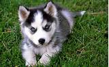 Images of Puppies For
