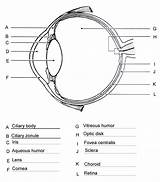 Eye Diagram Anatomy Quiz Worksheet Human Printable Unlabeled Worksheets Answers Parts Label Physiology Structure Labeling Dissection Eyeball Eyes Biology Drawing sketch template
