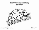 Tree Coloring Frog Gray Exploringnature sketch template