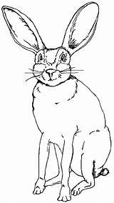 Coloring Drawing Rabbit Jack Jackrabbit Bunny Pages 29kb 675px Getdrawings Museum2 Utep Edu sketch template