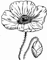 Poppy Drawing Coloring Realistic California Flowers Simple Poppies Drawings Pages Flower Color Tattoo Colouring Draw Kidsplaycolor Getdrawings Painting Tattoos sketch template