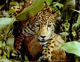 Animals In The Tropical Rainforest Images