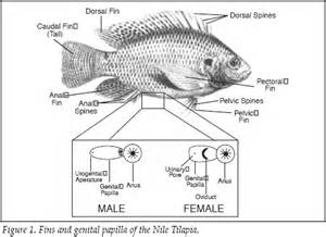Farming Tilapia: Life History and Biology The Fish Site