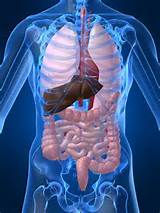 Job Of Pancreas In Body Images