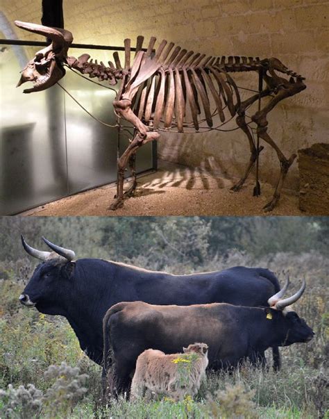 ancestor  farmed cattle  auroch  extinct