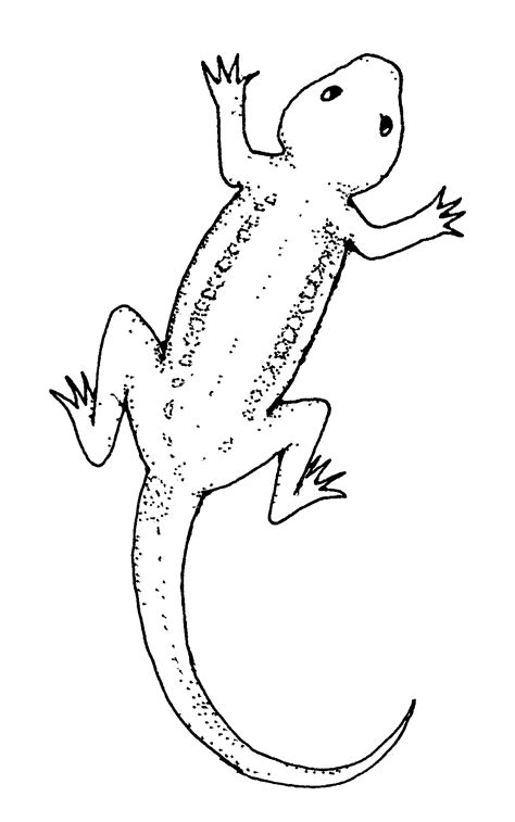 printable lizard coloring pages  kids animal place