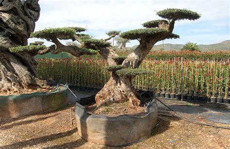 La scelta di uno spazio outdoor decorato con ulivi è sempre vincente, se il clima della zona non è eccessivamente rigido in inverno. Olivo gigante bonsai | Vivai Il Angol | Vendita gigante olivo bonsai
