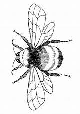 Bumblebee Parentune Momjunction sketch template