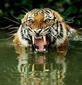 Pictures of Tropical Rainforest Tiger