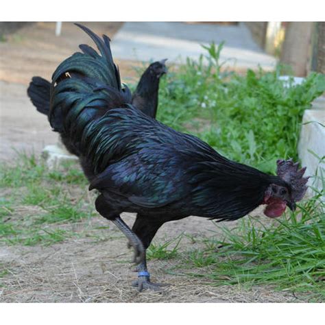 Kadaknath Black Cock At Rs 650 Piece Kadaknath Chicken Id 17355522288