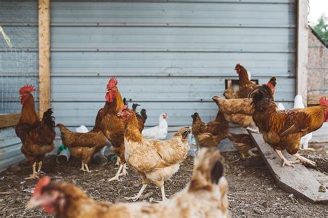 raising chickens    build  chicken coop diy