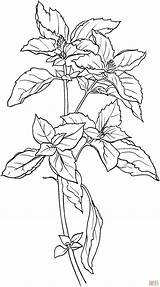 Basil Basilico Herb Schoene Einzelne Plante Supercoloring Ausmalbilder Coloriage Albahaca Basilikum Malvorlage Mandala Ausmalbild Skip sketch template