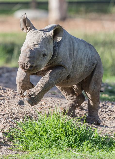 rhino babies    call  baby rhino rhino rest