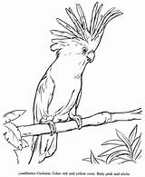 Drawing Drawings Cockatoo Coloring Pages Animal Animals Colouring Kids Galah Draw Bird Wildlife Color Printable Honkingdonkey Realistic Sheet Australian Parrot sketch template