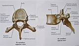 Pictures of Role Of Vertebral Column