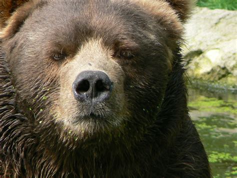 filecloseup kodiak bear malejpg