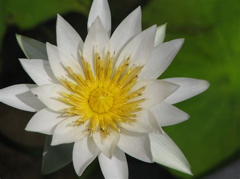 white lotus flower  beautiful flowers flowers