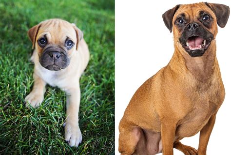 pugs  selective breeding  pugs  tormented pawleaks