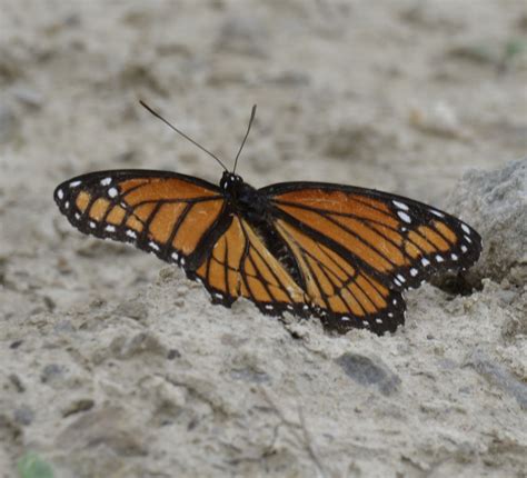 This Black And Orange Butterfly Is Not A Monarch But It Sure Looks Like