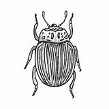 Beetle Engraving Illustration Scarab Adults sketch template