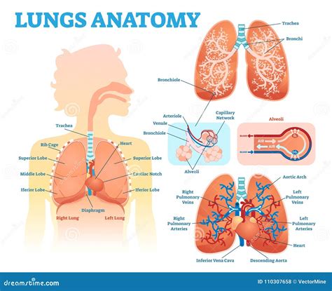 Anatomy Clipart Parts Of The Lung Alveoli Bronchi Diaphragm Clipart 2