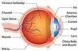 Pictures of Eye Nerve Damage Symptoms