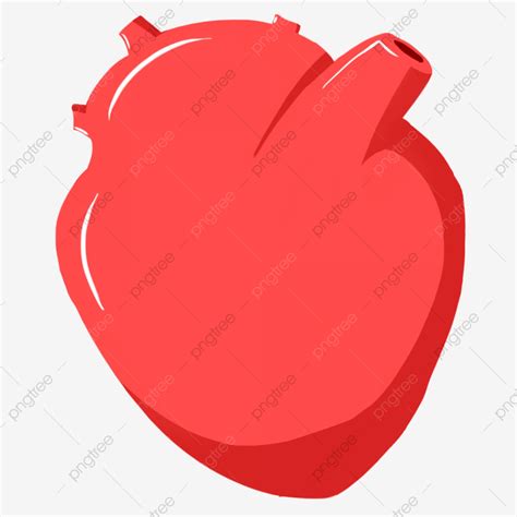 gambar ilustrasi jantung organ manusia organ manusia merah jantung