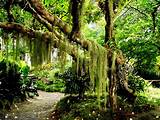 Best Tropical Forest Photos