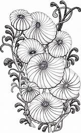 Zentangle Coloring Doodle Flowers Flower Pages Tangle Doodles Zentangles Adult Zendoodle Chrysanthemum Drawings Chrysanthemums Zen Choose Mandala Board Voor Kleuren sketch template