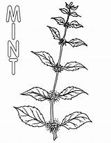 Mint Coloring Pages Mint1 sketch template