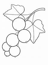 Currant Coloring Pages sketch template