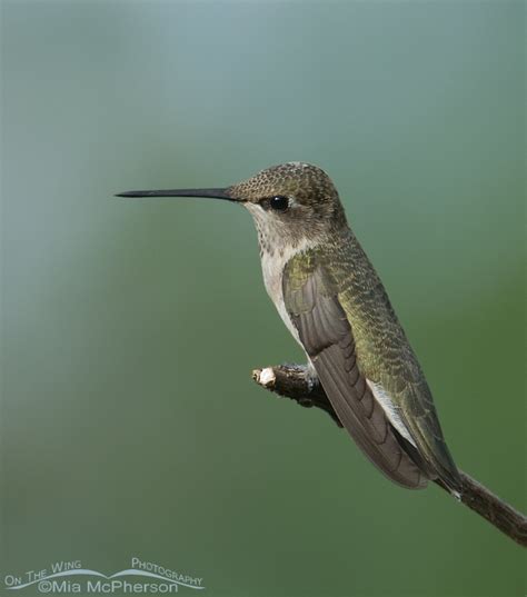 female black chinned hummingbird   wing photography