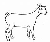 Goat Drawing Line Clipart Easy Outline Sketch Cliparts Drawings Flickr Clip Coloring Clipartbest Sharing Paintingvalley Pages Pro sketch template