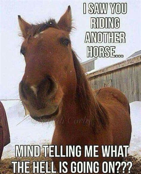 pin  taylor hanevold  humor funny horse memes funny horses
