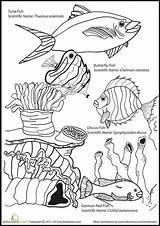 Fish Fishy Worksheets Worksheet sketch template