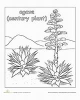 Desert Coloring Plant Agave Plants Pages Ecosystem Color Drawing Animals Wild Flowers West Cactus Preschool Education Worksheets Habitat Worksheet Visit sketch template