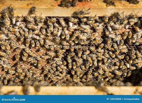 bijen  bijenkorf stock foto image  honingraat honing