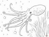 Octopus Pulpo Colorare Musky Moscardino Poulpe Pieuvre Squid Mollusks Gratuit Pulpos Disegni Sea Polipo sketch template