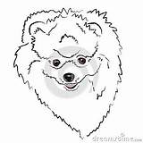 Pomeranian Pages Coloring Teacup Realistic Cute Template Dog sketch template