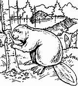 Beaver Coloring Pages Dam Printable Build Getcolorings Want Color sketch template