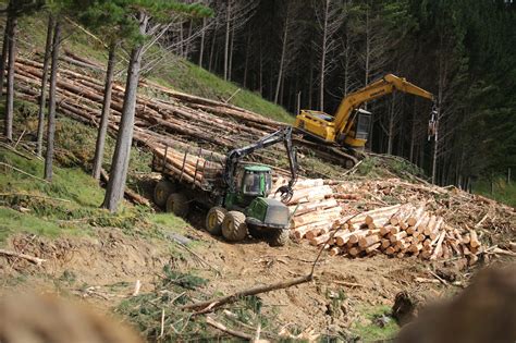 forest harvesting marketing sales nz forestry